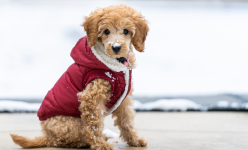 Seasonal Pet Care Tips for Tennessee Weather | Cookeville Living